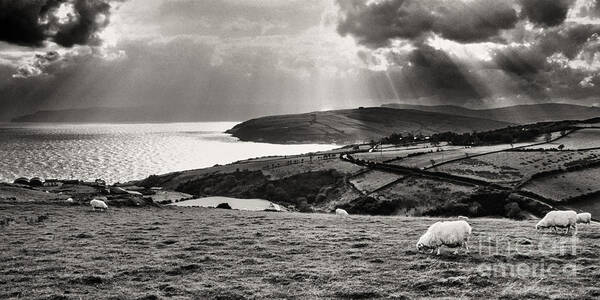 Grazing Sheep Art Print featuring the photograph Irish Sea and Coast by Thomas R Fletcher