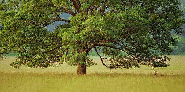 Oak Tree Deer Field Tennessee Cades Cove Art Print featuring the photograph Big Oak by Timothy Harris