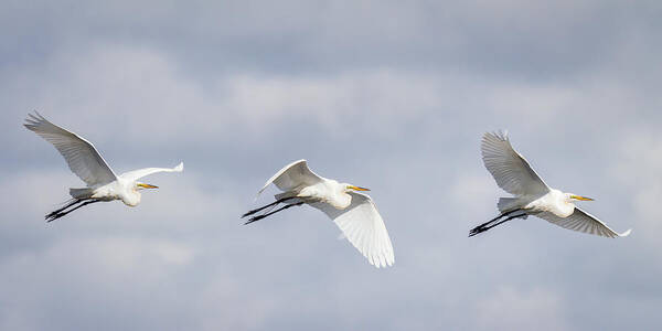 Ardea Alba Art Print featuring the photograph Great Egret in Flight by Dawn Currie