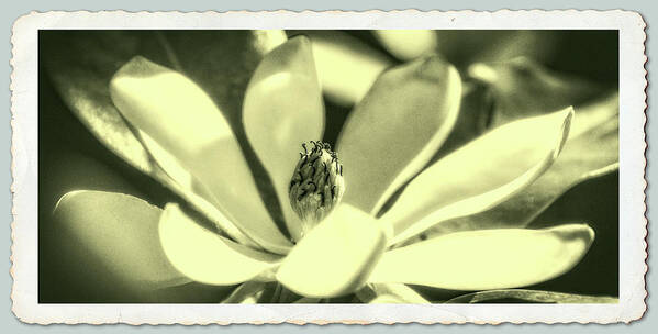 Flowers Art Print featuring the photograph Magnolia by Garry McMichael
