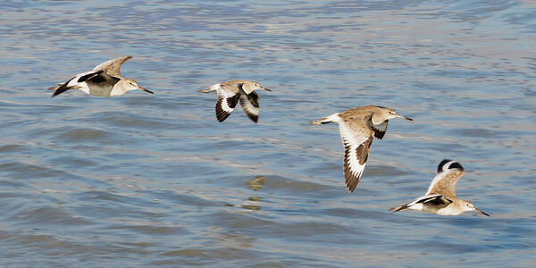 Action Art Print featuring the photograph Willet Quartet by Dawn Currie