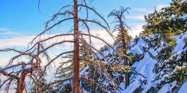 Palm Springs Aerial Tram_ Forest In The Sky Art Print featuring the photograph Forest in the Sky by Sandra Selle Rodriguez