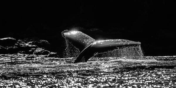 Canada Art Print featuring the photograph Humpback whale dive in black and white by Murray Rudd