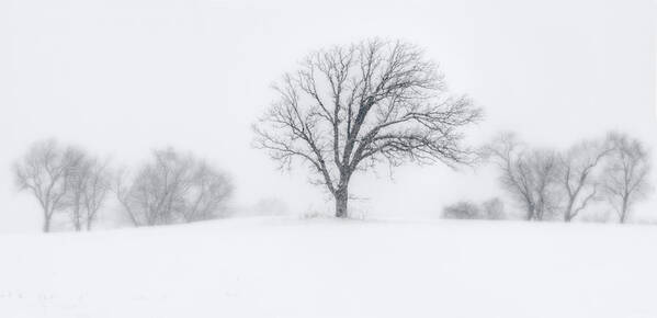 Snow White Blizzard Blowing White Tree Lone Symmetry Panorama Balance B&w Black And White Grey Cold Winter Wi Wisconsin Stoughton Madison Art Print featuring the photograph Whiteout - Tree in a prairie blizzard by Peter Herman