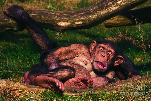 Chimpanzees Art Print featuring the photograph Chimpanzees taking a nap #2 by Nick Biemans