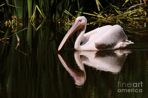 Animal Art Print featuring the photograph Swimming Pink Pelican #3 by Nick Biemans