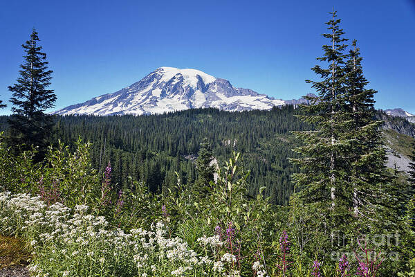 Cascades Mountains Art Print featuring the photograph Mount Ranier #3 by Ronald Lutz