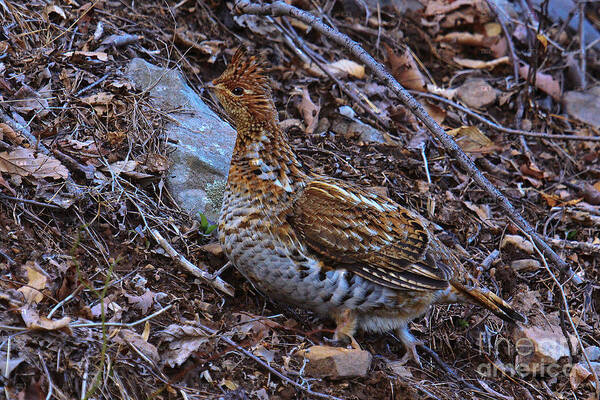 Bedford Art Print featuring the photograph Ruffed Grouse #4 by Ronald Lutz