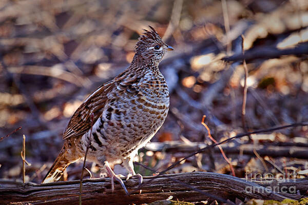 Bedford Art Print featuring the photograph Ruffed Grouse #5 by Ronald Lutz