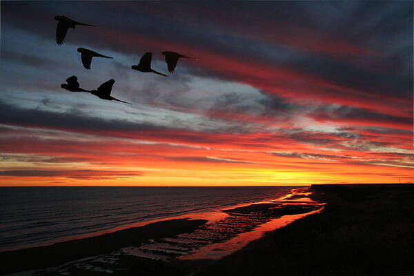 Atardeceres Art Print featuring the photograph Atardeceres by Gustavo Scheverin 