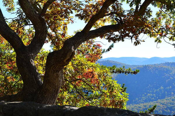 Trees Art Print featuring the photograph Basking In The Sunlight by Cathy Shiflett