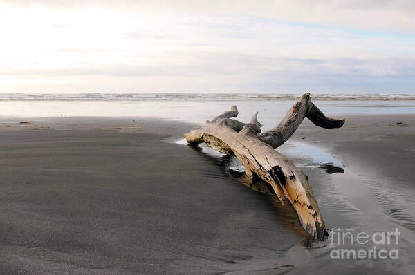 Beach Log Art Print featuring the photograph Beached Log by Sarah Schroder