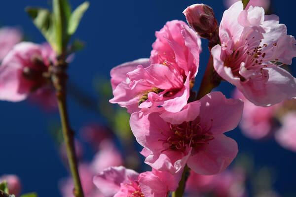 Bee Deep In A Nectarine Blossom Art Print featuring the photograph Bee Deep In A Nectarine Blossom by Frank Wilson