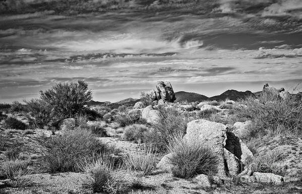 Fineart Art Print featuring the photograph Bountiful Sonoran Desert in Black and White by Lee Craig