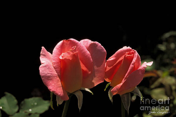 Roses Art Print featuring the photograph Buds by John Douglas