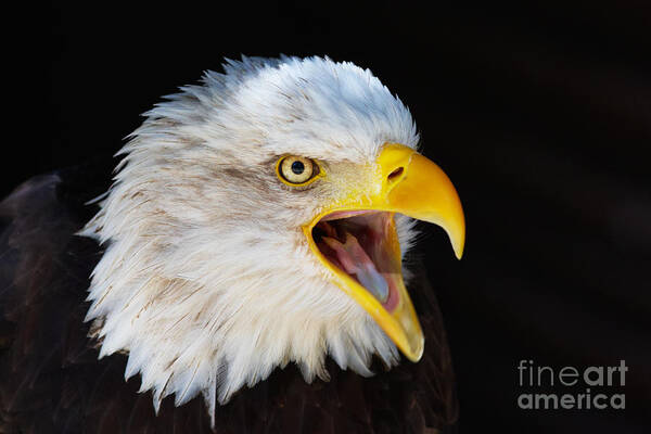 Alaska Art Print featuring the photograph Closeup portrait of a screaming American Bald Eagle by Nick Biemans