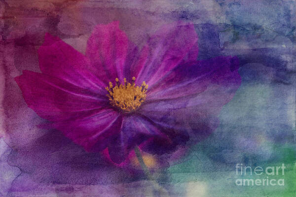 Florals Art Print featuring the photograph Colorful Cosmos by Arlene Carmel