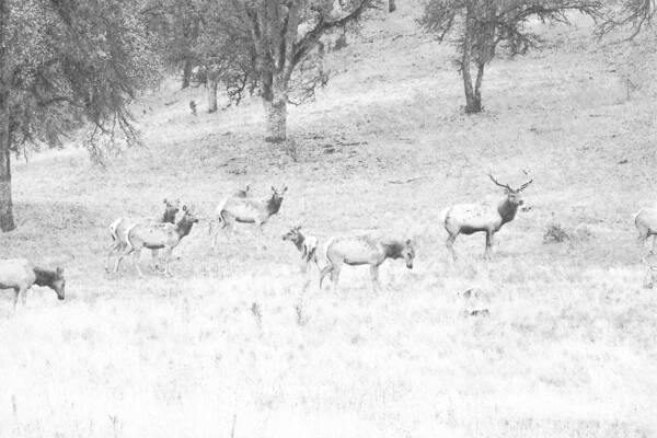 Elk Art Print featuring the photograph Elk Bull With Harem by Frank Wilson