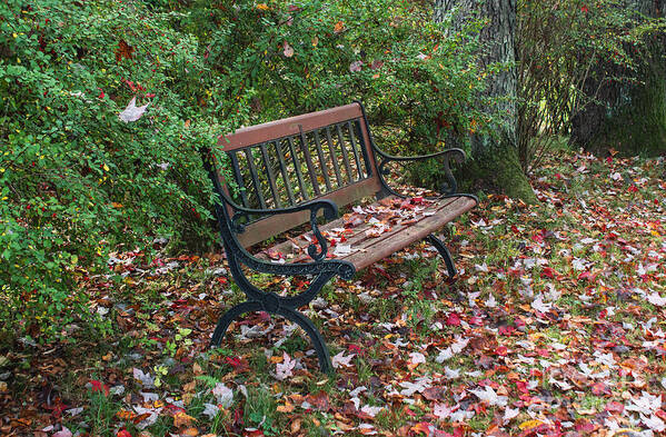 Autumn Art Print featuring the photograph Falling Leaves by Arlene Carmel