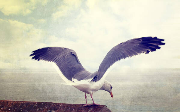 Seagull Art Print featuring the photograph Food in Site by Sandra Selle Rodriguez