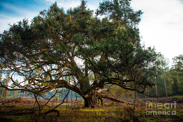 Oak Tree Art Print featuring the photograph Guard of Windsor by T Lowry Wilson