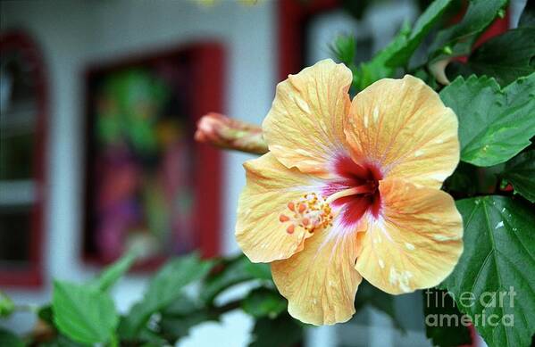Hibiscus Art Print featuring the photograph Holualoa Hibiscus by James B Toy