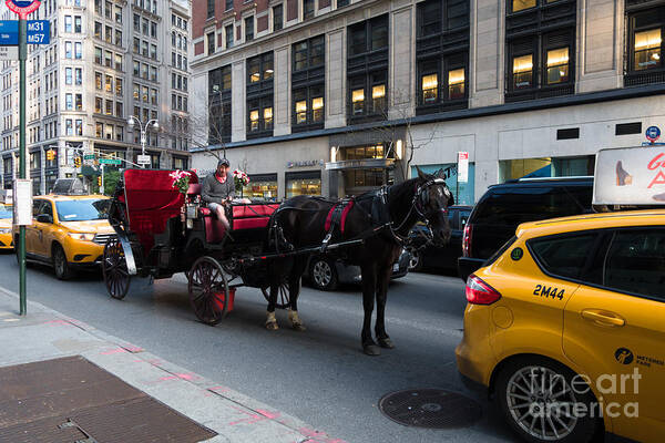 Horse And Carriage Art Print featuring the photograph Horse and Carriage NYC by Amy Cicconi