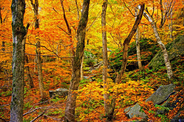 Autumn Art Print featuring the photograph In The Woods by Bill Howard