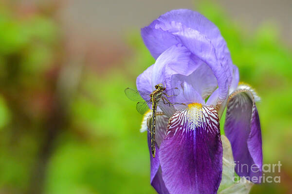 Iris Germanica Art Print featuring the photograph Iris and the Dragonfly 5 by Jai Johnson