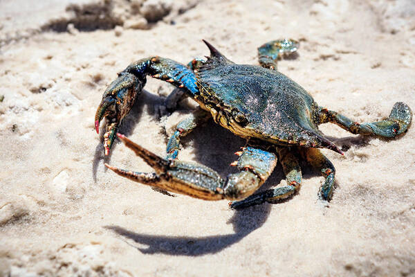 Blue Crabs Are 10 Inches (25cm) In Length Art Print featuring the photograph Let's Dance by Sennie Pierson