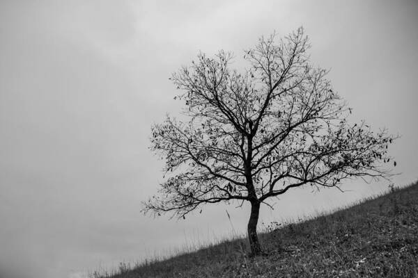 Tree Art Print featuring the photograph Lone by Ryan Heffron