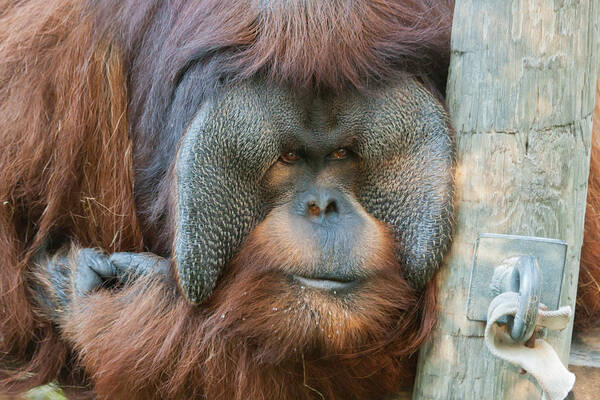 Orangutan Art Print featuring the photograph Look Into My Eyes by Tim Stanley