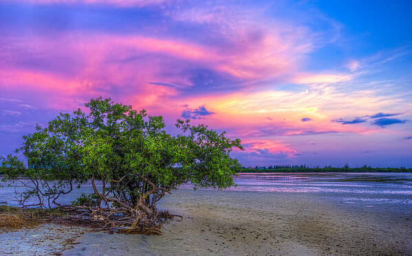 Mangrove Art Print featuring the photograph Mangrove by the Bay by Marvin Spates