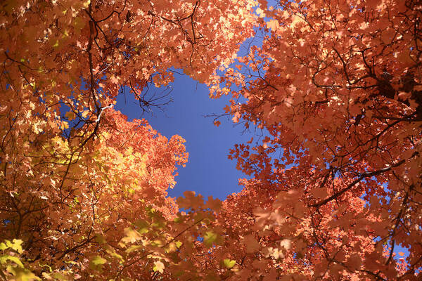 Trees Art Print featuring the photograph Mogollon Rim Fall Color Maple 2 October 2012 by Brian Lockett