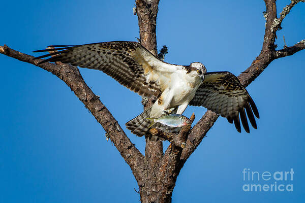 Osprey Art Print featuring the photograph Nice Catch by Ronald Lutz