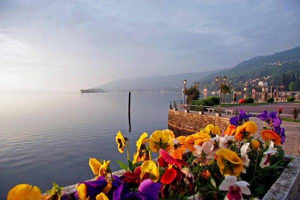 Italy Art Print featuring the photograph Pansies on Lake Maggiore by Peter Tellone