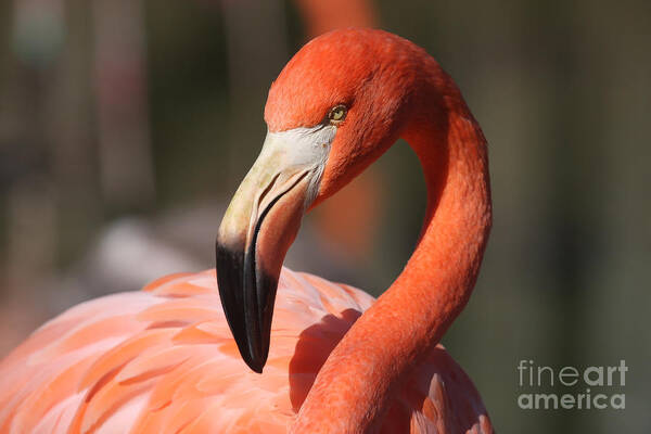 Flamingo Art Print featuring the photograph Pretty Pose by Jayne Carney