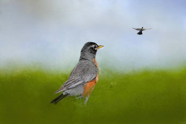 Jai Johnson Art Print featuring the photograph Robin In The Field by Jai Johnson