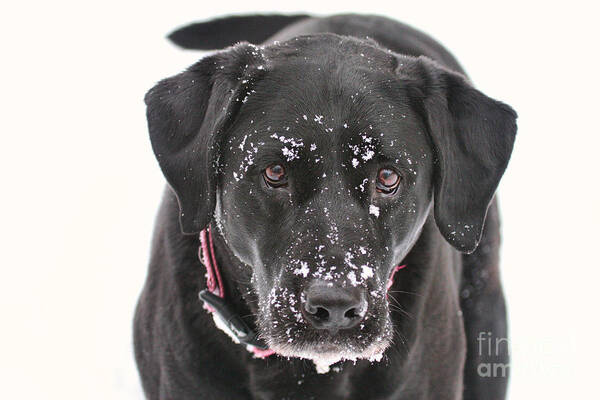 Black Art Print featuring the photograph Snowball by Jayne Carney