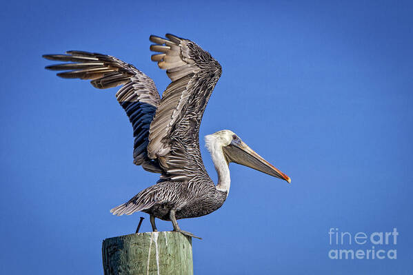 Brown Pelican Art Print featuring the photograph Taking Flight by Ronald Lutz
