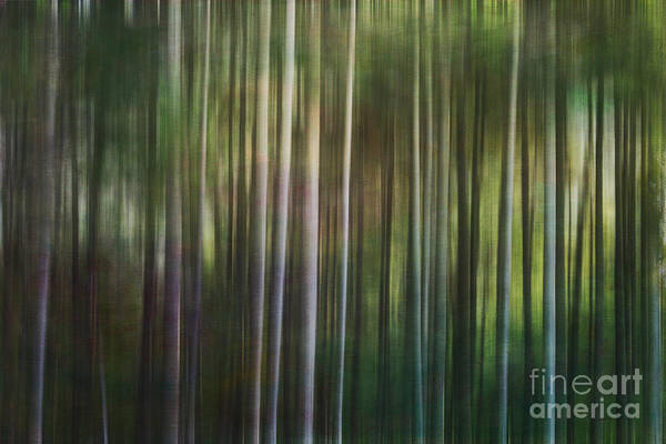 Pine Trees Art Print featuring the digital art Tall Pines by Jayne Carney