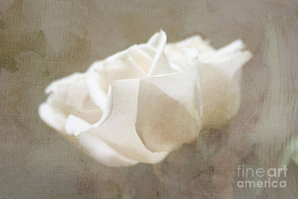 Rose Art Print featuring the digital art Taupe Dreams by Jayne Carney