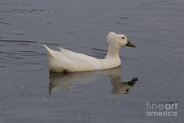 Duck On Pond Art Print featuring the photograph Tuesday Afternoon by Richard Amble