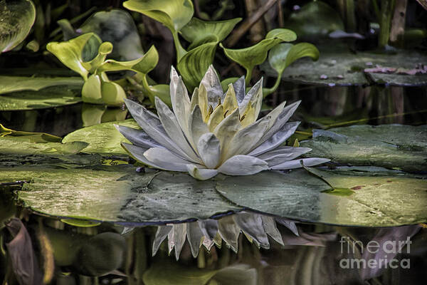 Water Lily Art Print featuring the photograph Water Lily 1 by David Doucot
