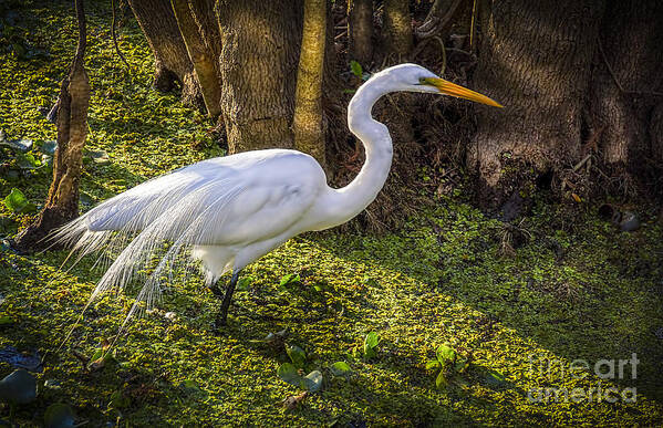 White Egret Art Print featuring the photograph White Egret on the Hunt by Marvin Spates