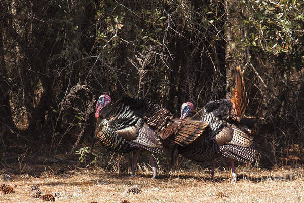 Nature Art Print featuring the photograph Wild Turkey Gobblers by Ronald Lutz