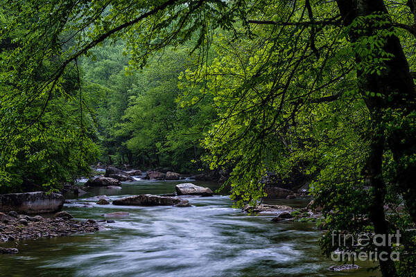 Williams River Art Print featuring the photograph Williams River Scenic Backway by Thomas R Fletcher