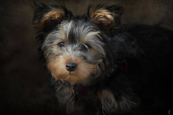 Animal Art Print featuring the photograph Yorkshire Terrier Puppy Portrait by Jai Johnson