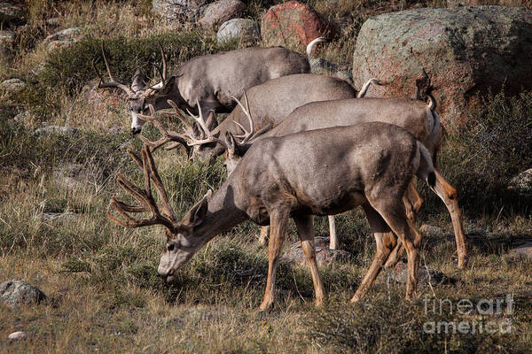 2012 Art Print featuring the photograph Mule Deer Bucks #2 by Ronald Lutz