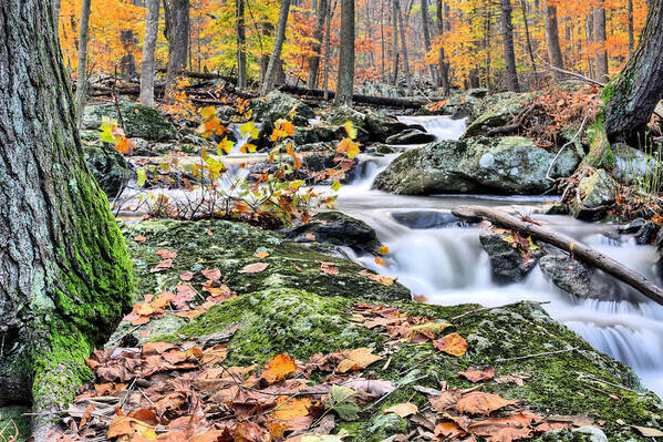 Catoctin Mountain Art Print featuring the photograph A Catoctin Autumn by JC Findley